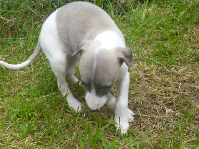 Essential reminders for rainy dog walks: Unexpected advice from a veterinarian that might catch you...