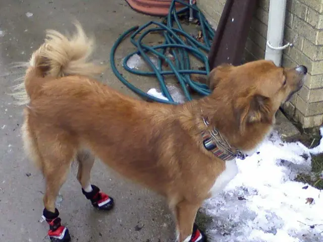 Affordable Vacuuming Aid for Stairs, Recommended for Pet Owners, Currently on Prime Day Sale