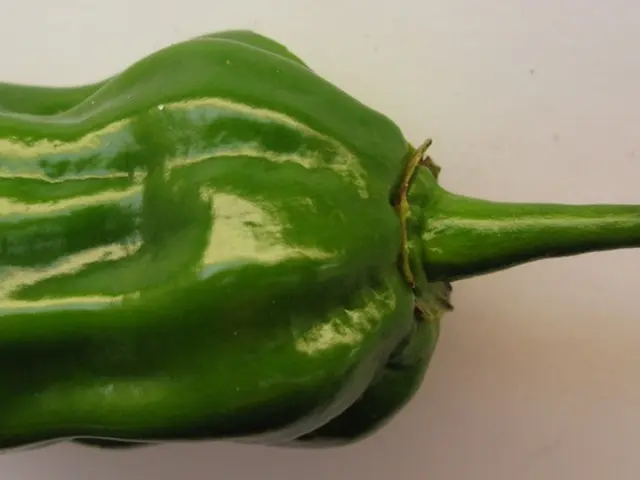 Harvesting Pepperoncini Peppers at the Right Time: A Comprehensive Guide on Maximizing Yields