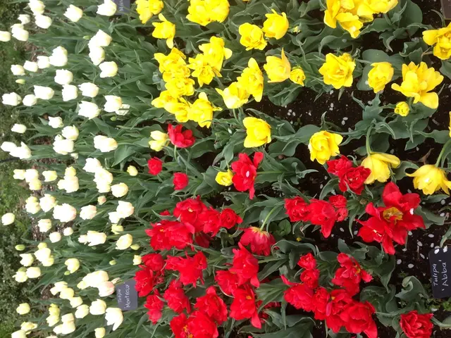 Ten Flower Varieties to Revitalize Your Garden Borders and Enhance Your Outdoor Ambiance