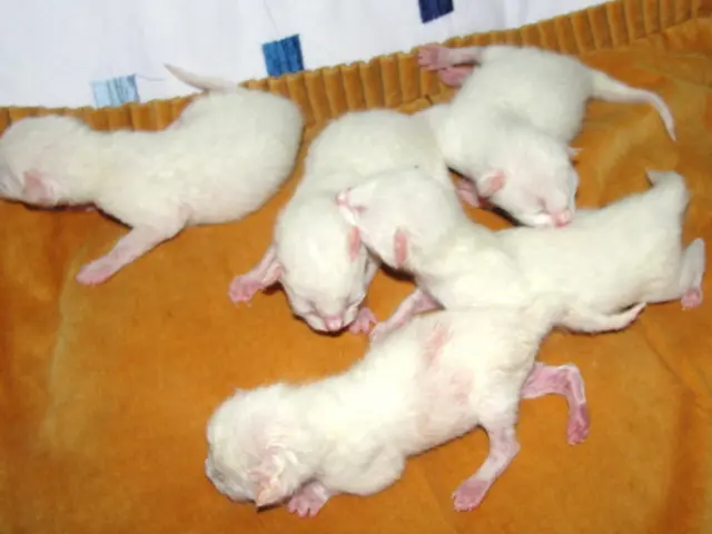 Removing Mouse Urine: Efficient Strategies and Safety Measures