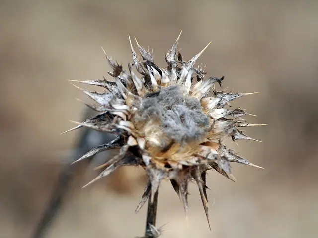 Handmade Flower Seed Bombs Crafting Guide
