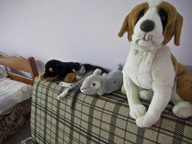 16 Items to Bring Joy to You and Your Beloved Pet