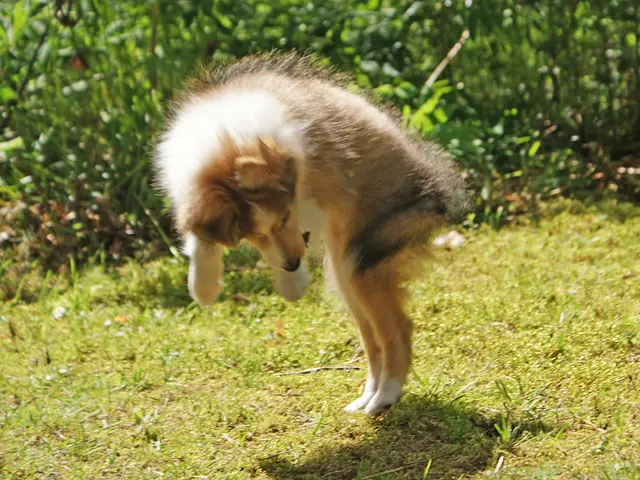 Dog owner prevented from bringing pet, Moley, due to unspecified reasons.