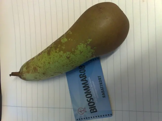 Vacation Break from Smartphones: 5 Strategies for Digital Detachment during Holidays