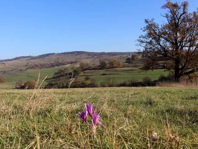 Top 10 Perennials Thriving After Autumn Sowing