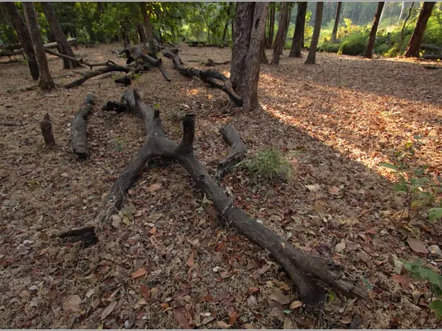 Guide on Air Layering Bonsai Branches: Girdling Technique and Hormone Application