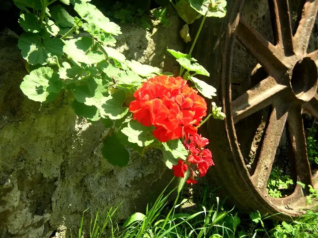 Top-Performing Wheel Hoe Cultivator Sets for a Breeze in Gardening Throughout 2025