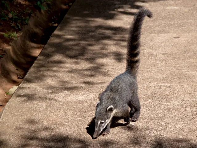 Emergency care for houseplants