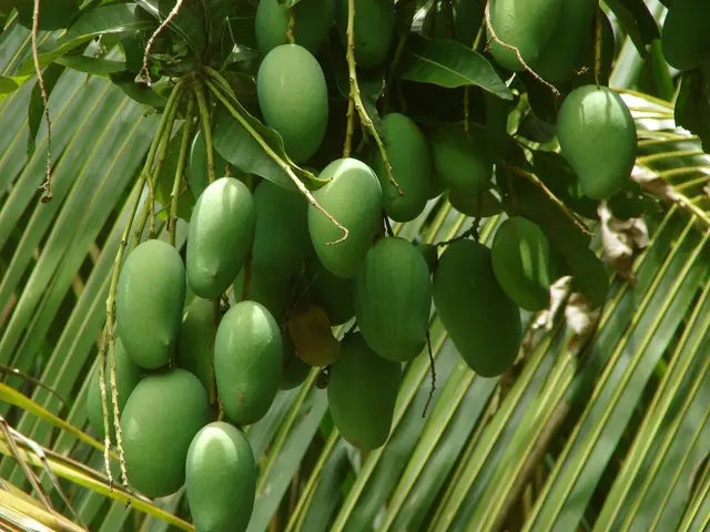 Strategies for Sustaining Mango Orchards for Peak Production
