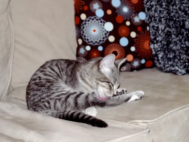 Remote feline companion now enhances home workspace, offering relaxation and camaraderie during...