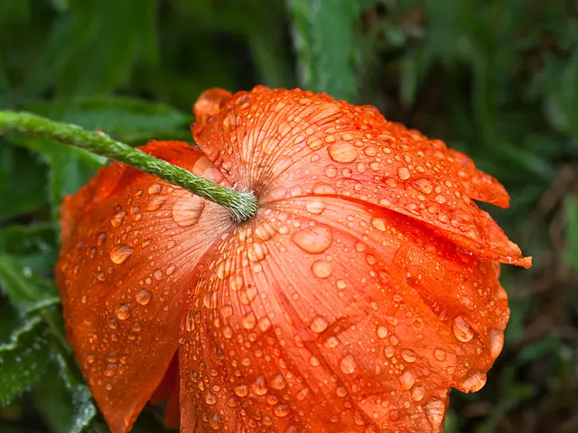 Watering Alcea Rosea (Hollyhocks): Methods and Timing for Proper Hydration