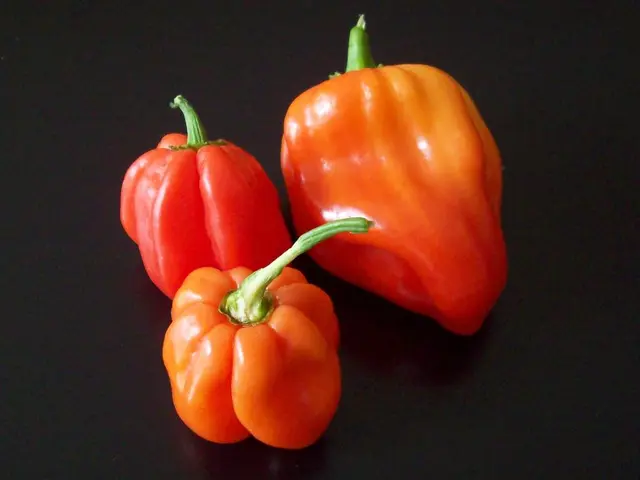 Guide for Pepper Cultivation