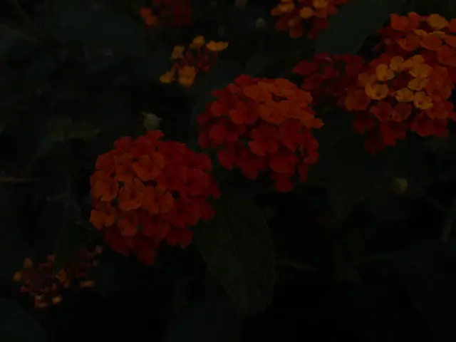 Blossoms bi-seasonally with tenacity: a perpetual flower that claims neighboring gardens - a bloom...