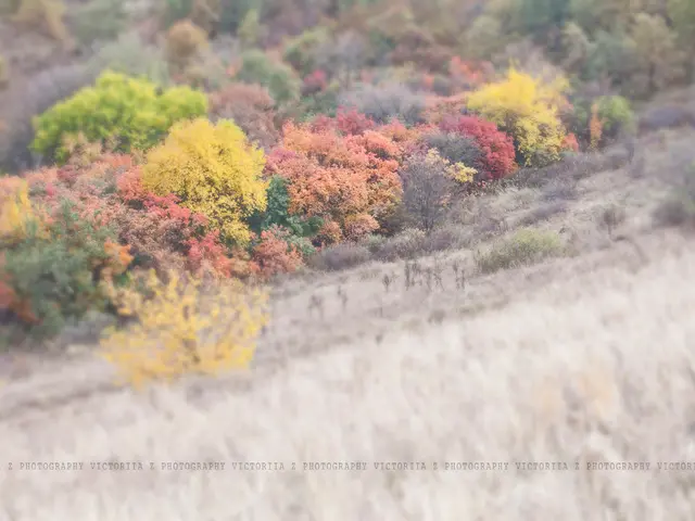 Guide for Cultivating Muhly Grass - Uniquely Stunning Native Grass Offers Texture and Allure to Any...