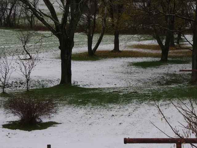 Strategies for Expanding Centipede Turf growth