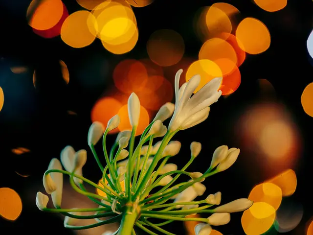 House Plants Suitable for Dimly Lit Interiors