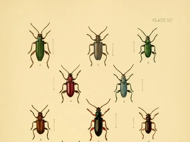 Top 30 Innovative Designs for Beetle Drawings to Explore