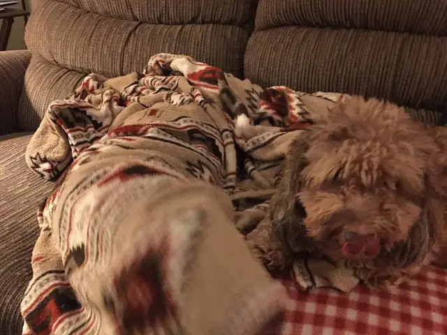 Seasonal Sofa Covers: Advantages and Beyond