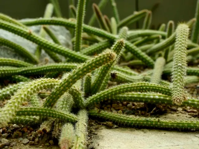 Guide for Maintaining Cacti: Essential Tips and Tricks for Successful Cactus Cultivation
