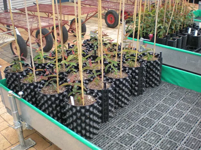 Plants That Struggle in Hanging Baskets (Suggested Alternatives)