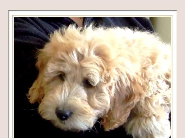 "Exploring the Best Canine Companions: A Detailed Review of well-liked Dog Breeds"