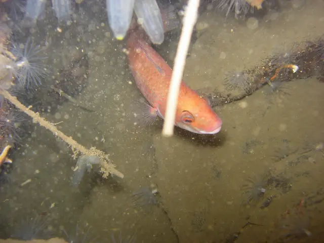 Ancient practice found for enriching gardens with fish heads' scraps, a horticultural experiment...