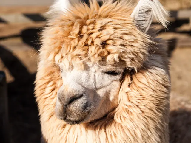 Unique Characteristics of Suffolk Sheep: Features, Applications, and Breeding Advice