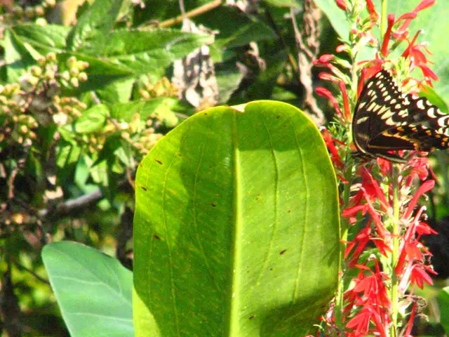 Pruning Buddleia: Garden Professionals Reveal Optimal Techniques and Precise Timing for Blooming...