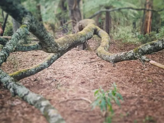 Enhanced Cherry Tree Fertilization Techniques for Increased Crops
