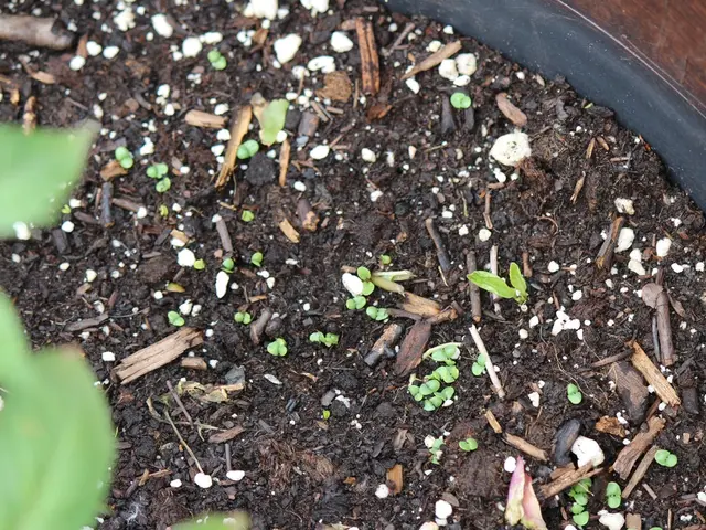 Enriched Soil with Phosphorus: Amplifying Plant Growth