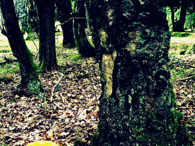 Unique Nutrients Found in Forest Edibles