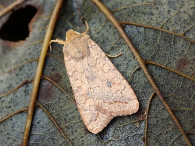 Utilizing Neem Oil in Gardening: Three Productive Uses as a Garden Companion, Plant Savior, and...