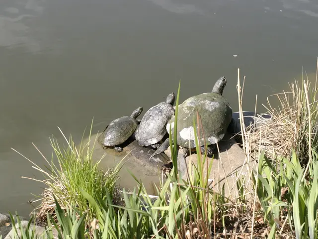Basil Overwatering and Underwatering: Recognizing and Solving the Problem