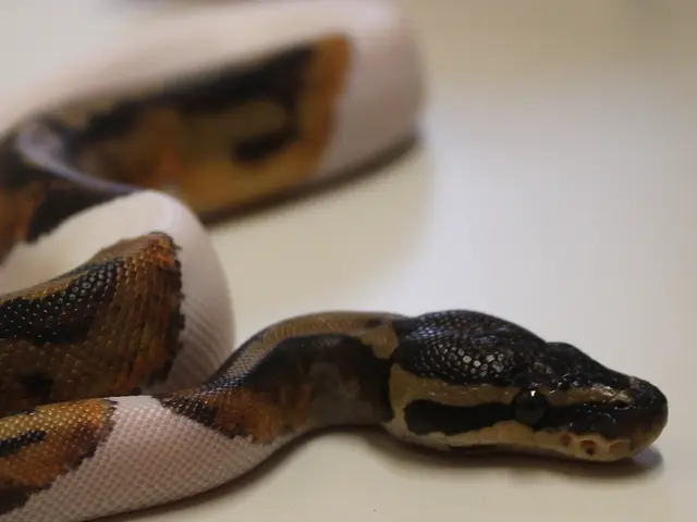 Differentiating Venomous Vipers from Harmless Garter Snakes in France: A Guide for Identification