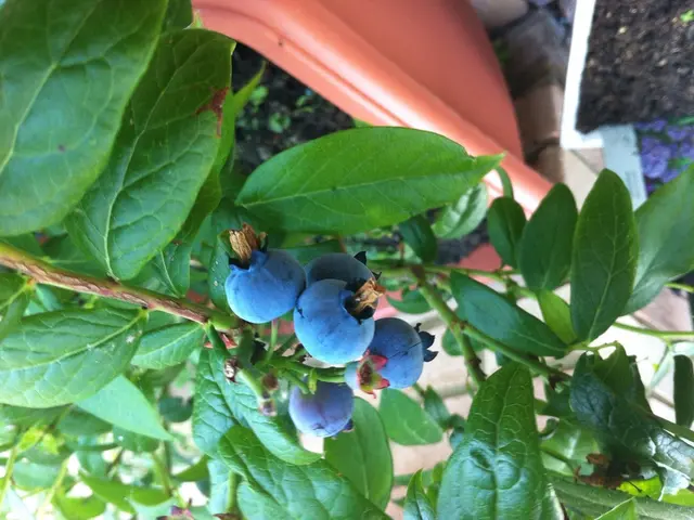 Blossoming Blueberries and Vibrant Garden in the Week of 7-20-25