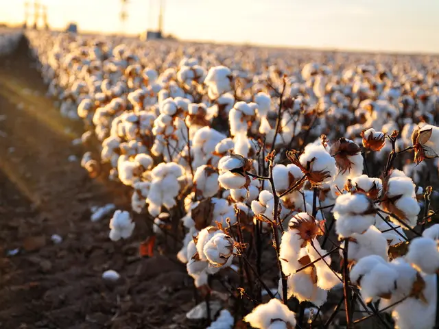 Best Regions for Growing Flax for Linen Production