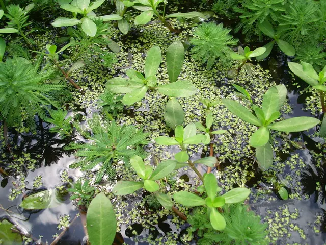 Necessary Aquatic Vegetation for Your Backyard Pond!