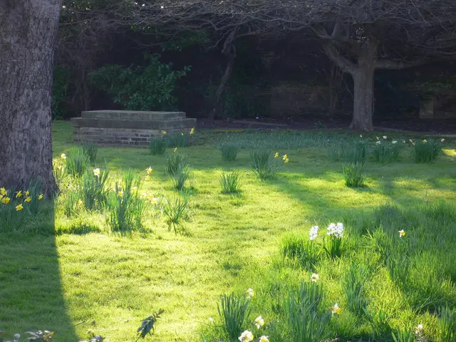 A seemingly disorganized garden, to some, exhibits a low-maintenance charm, providing a flourishing...