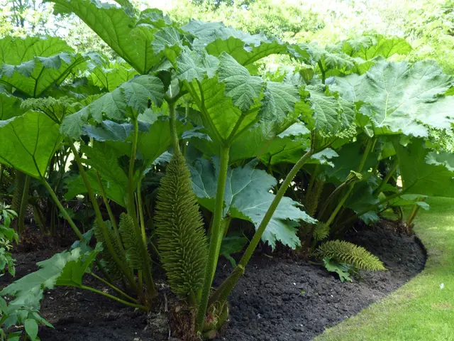 Benefits and Drawbacks of Natural and Synthetic Plant Nutrients