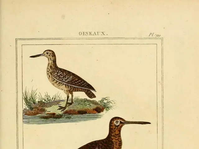 Enhancing Avian Diets: The Impact of Premium Feeds on Pet Bird Health