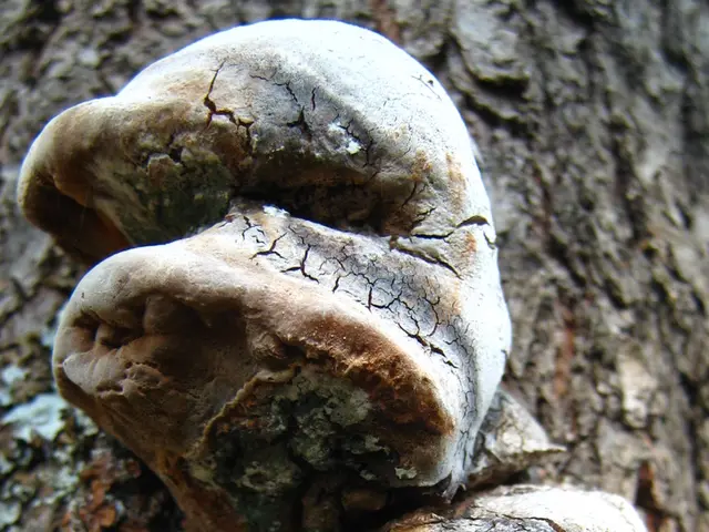 Protecting your garden's ripe fruit from damaging August humidity