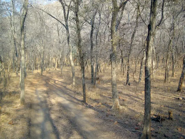 Thrilled Tourists Stroll Amidst Saarbrücken Forest's Heatwave