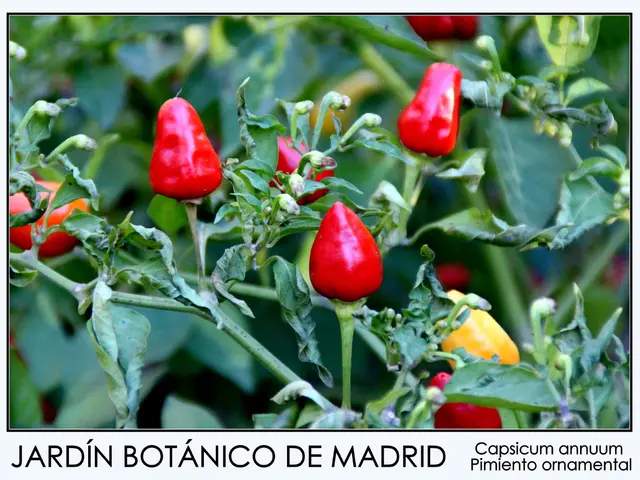 Maintaining Indoor Spice Plants During Cold Seasons