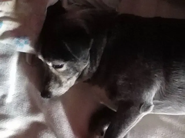 Affordable Comfort Marked by Qomfort Mattress: A Top Pick for Budget-Conscious Shoppers Seeking...