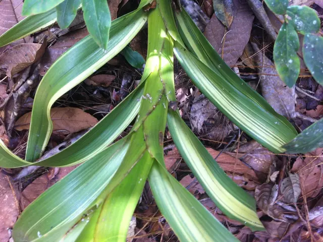 Discovering Giant Garden Incense Sticks: These Aromatic Sticks Overpower Citronella Candles,...