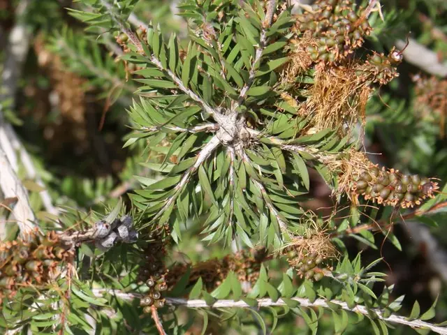 Cultivating and Nurturing Your Bonsai Fruit Tree, Revealing Our Top Picks!