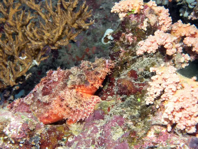 Ten Shade-Loving Terrestrial Plants Perfect for a Dimly Lit Terrarium