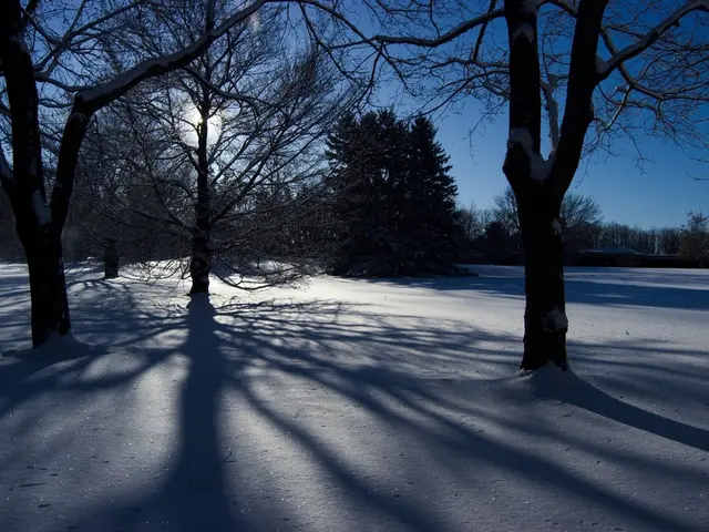 Trees Experience Reinforcement and Thrive During Winter's Slumber