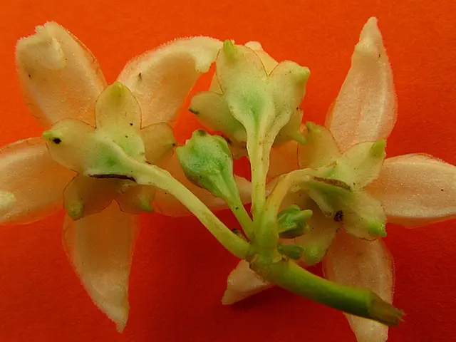 Breathtaking Yearly Blossoms with a White Hue for an Elegant and Refined Yard Garden
